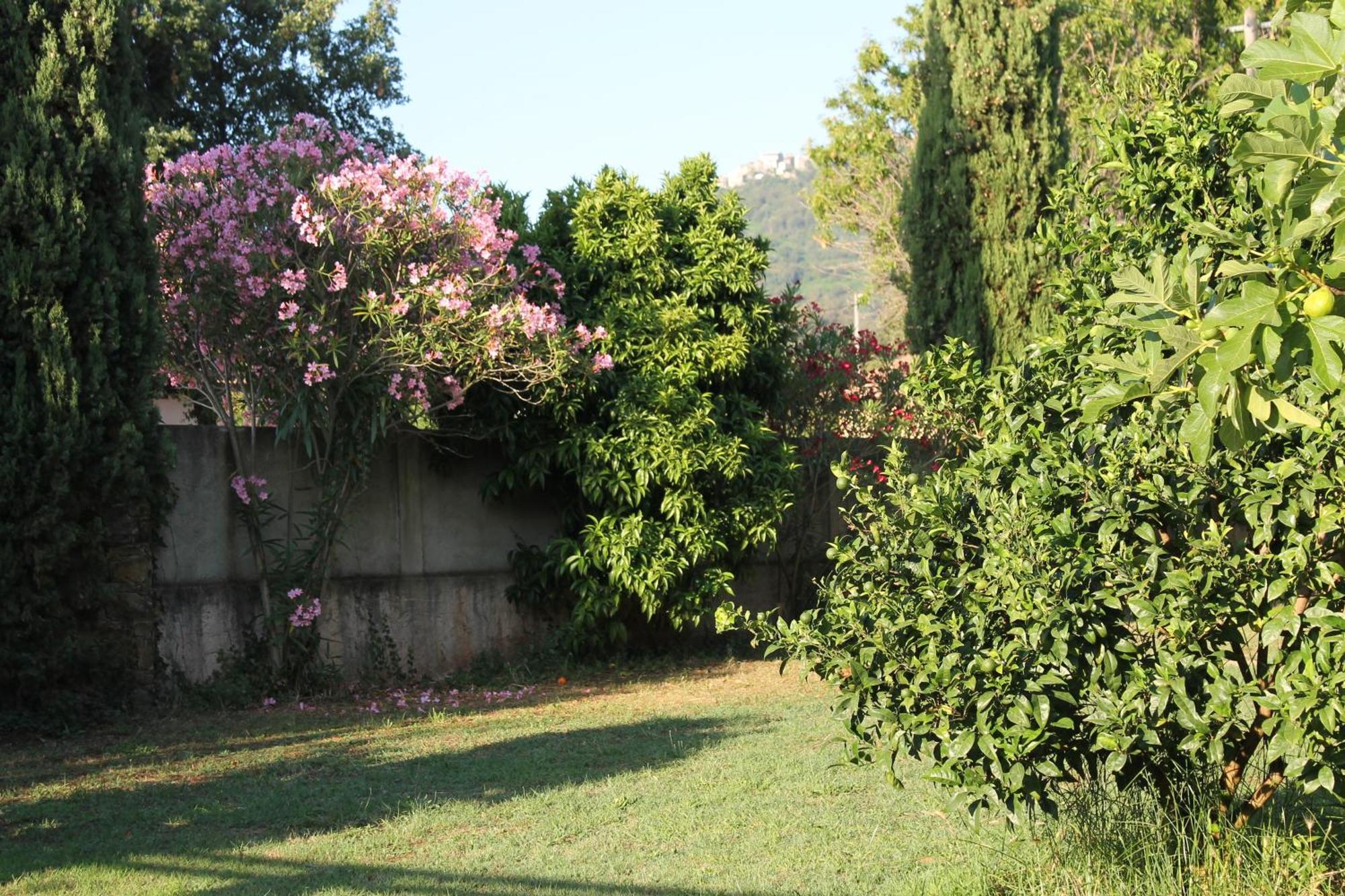 Domaine Le Clos Des Oliviers Sorbo-Ocagnano 部屋 写真