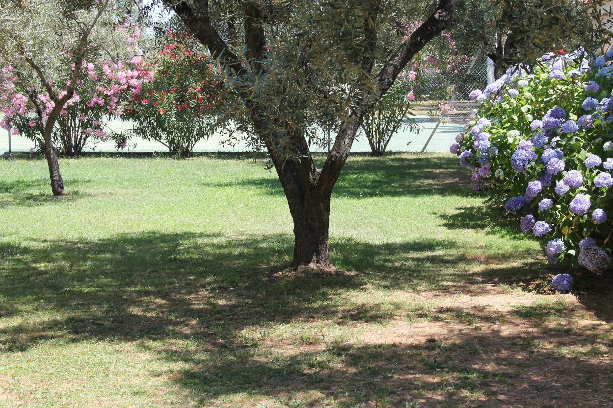 Domaine Le Clos Des Oliviers Sorbo-Ocagnano エクステリア 写真